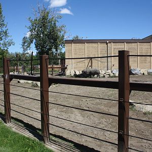 Greater One-Horned Rhino Exhibit (old elephant complex)