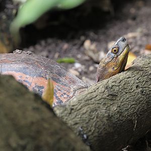 Indochinese box turtle