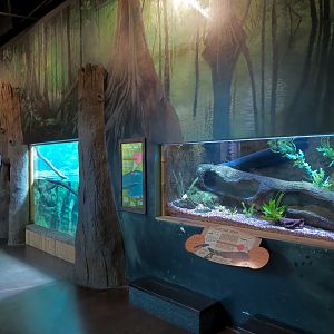 Journey To South America - Electric Eel Exhibit (Right) and Caiman Lizard a