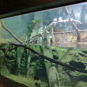 Journey To South America - Caiman Lizard and Others Exhibit