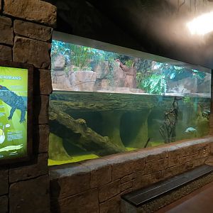 Journey To South America - Cuviers Dwarf Caiman and Others Exhibit