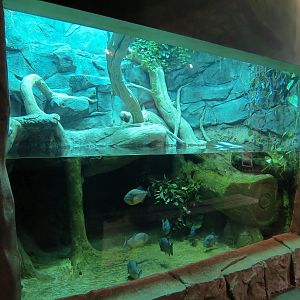 Journey To South America - Green Anaconda and Red Bellied Piranha Exhibit