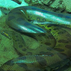 Journey To South America - Green Anaconda and Red Bellied Piranha Exhibit
