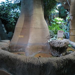 Journey To South America - Mata Mata Exhibit