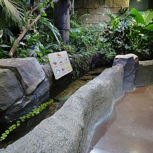 Journey To South America - Cardinal Tetra and Others Exhibit