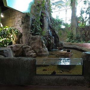 Journey To South America - White-faced Whistling Duck and Fish Exhibit