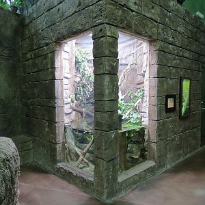 Journey To South America - Plumed Basilisk Exhibit