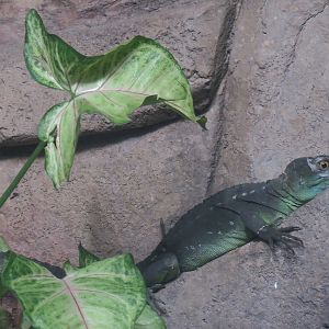 Journey To South America - Plumed Basilisk Exhibit