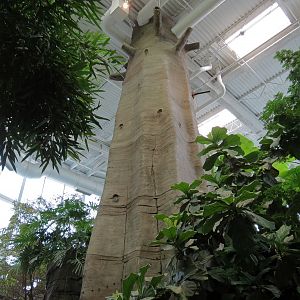 Journey To South America - Simulated Trunk