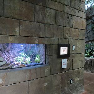 Journey To South America - Caecilian and Others Exhibit