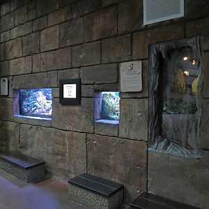 Journey To South America - Invertebrate Exhibits