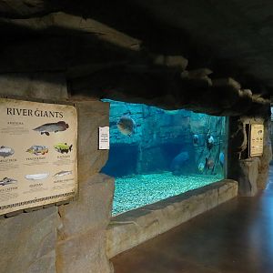 Journey To South America - River Giants Exhibit
