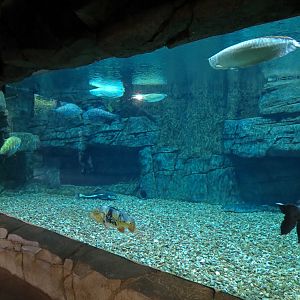 Journey To South America - River Giants Exhibit