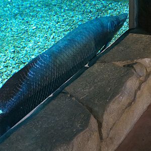 Journey To South America - River Giants Exhibit - Arapaima