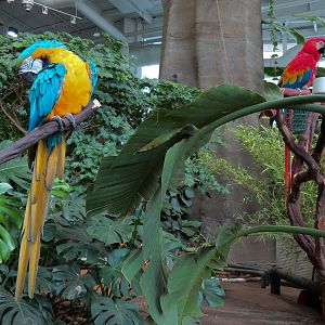 Journey To South America - Macaw Perches
