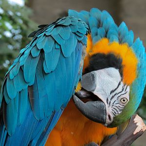 Journey To South America - Blue & Gold Macaw