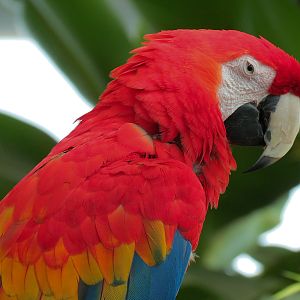 Journey To South America - Scarlet Macaw
