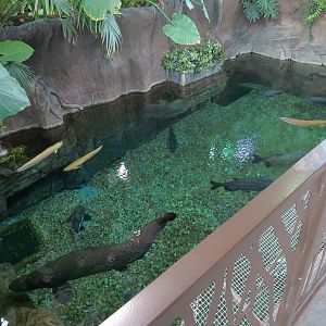 Journey To South America - River Giants Exhibit Upper Viewing Area