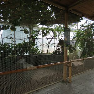 Journey To South America - Swainsons Toucan and Tortoise Exhibit