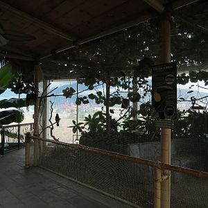 Journey To South America - Swainsons Toucan and Tortoise Exhibit