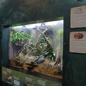 Journey To South America - Amazon Milk Frog and Others Exhibit