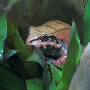 Journey To South America - Amazon Milk Frog and Others Exhibit - Smokey Jun