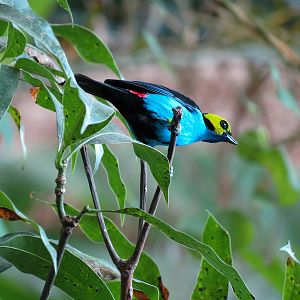 Journey To South America - Paradise Tanager (free-flying in interior)