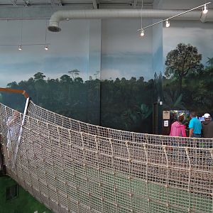 Journey To South America - Rope Bridge