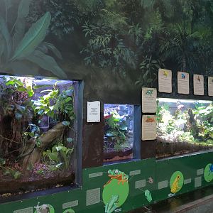 Journey To South America - Frog Exhibits