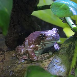 Journey To South America - Amazon Milk Frog Exhibit