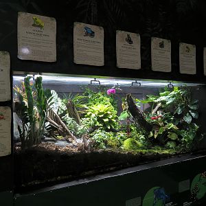 Journey To South America - Dart Frog Exhibit
