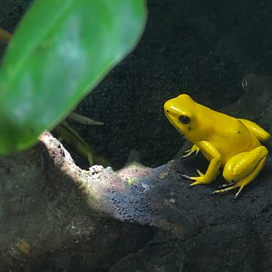 Journey To South America - Dart Frog Exhibit - Golden Poison Dart Frog