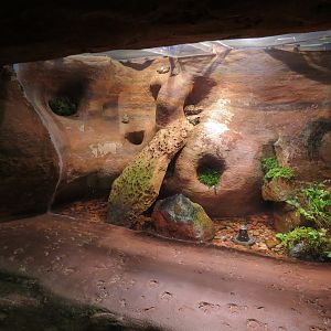Discover Utah - Slot Canyon Exhibits - Canyon Tree Frog and Red-spotted Toa