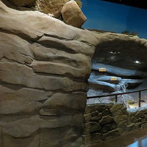 Discover Utah - Desert Tortoise Exhibit