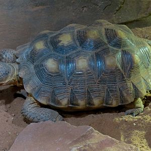 Discover Utah - Desert Tortoise Exhibit