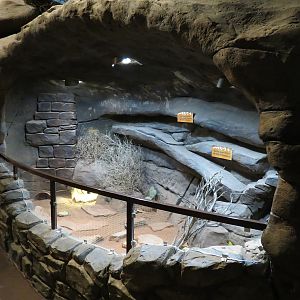 Discover Utah - Desert Tortoise Exhibit
