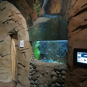 Discover Utah - Desert Sucker and Others Exhibit