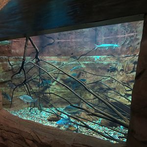 Discover Utah -  Utah Game Fish Exhibit