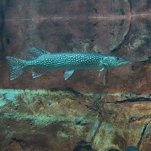 Discover Utah - Utah Game Fish Exhibit - Northern Pike