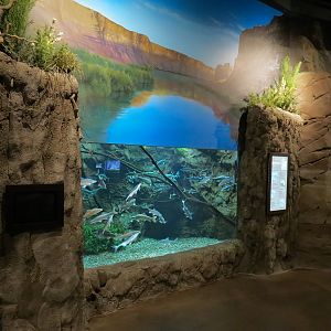 Discover Utah - Utah Native Fish Exhibit