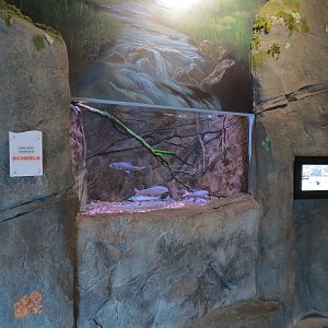 Discover Utah - Arctic Grayling and Others Exhibit