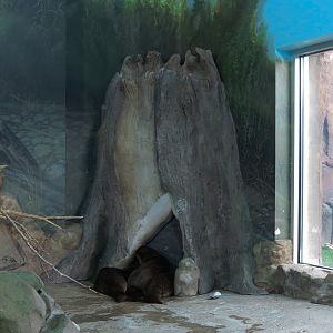 Discover Utah - North American River Otter Exhibit
