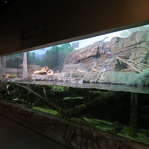 Discover Utah - North American River Otter Exhibit