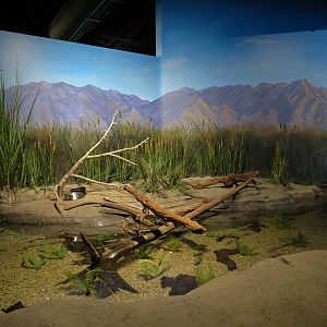 Discover Utah - Wood Duck and Others Exhibit