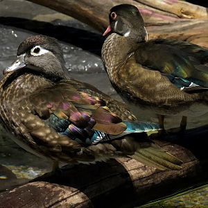 Discover Utah - Wood Duck and Others Exhibit
