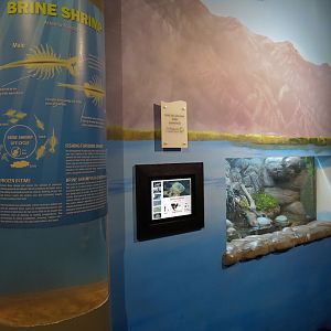 Discover Utah - Brine Shrimp Exhibit