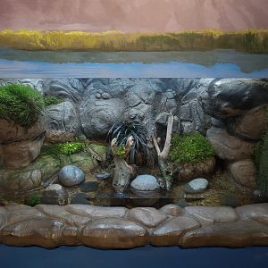 Discover Utah - Tiger Salamander Exhibit