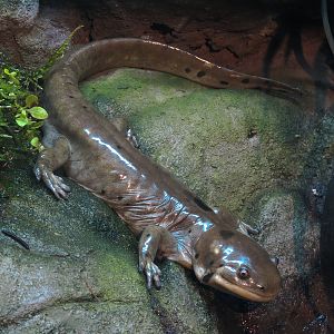 Discover Utah - Tiger Salamander Exhibit