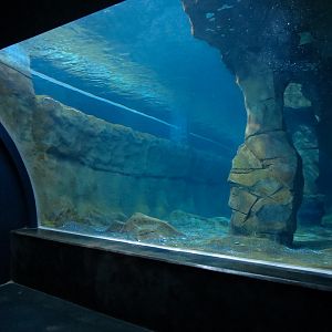 Antarctica Adventure - Gentoo Penguin Exhibit