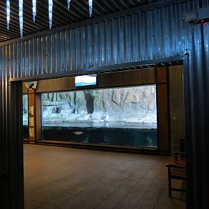 Antarctica Adventure - Gentoo Penguin Exhibit